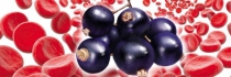 Les aliments riches en fer