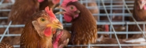 Les Mousquetaires s'engagent contre les oeufs de poules élevées en cage
