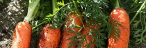 Gaspillage alimentaire : pourquoi manger des légumes inesthétiques