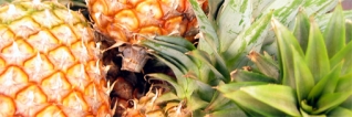 Les ananas sont-ils gangrenés à l'acétylène ?
