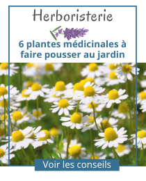 Herboristerie maison - 6 plantes médicinales incontournables à faire pousser au jardin