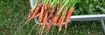 Jardinage - En mai, éclaircir les carottes