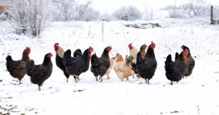 Comment bien protéger ses poules en hiver ?