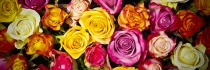 Infographie : que faire des roses de la Saint-Valentin ?