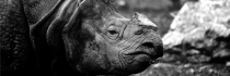 Dans un zoo tchèque, on coupe les cornes des rhinocéros pour les sauver