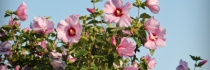 Que faire au jardin au mois de mai ?