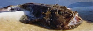Guide des poissons : la baudroie ou queue de lotte